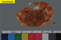 藏品(環紋金沙蟹)的圖片